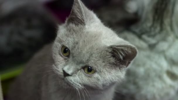 Gatito británico — Vídeo de stock