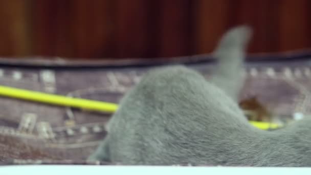 britannique petit chaton 