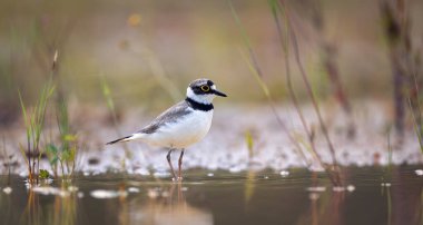 Charadrius dubius, doğal ortamdaki en iyi fotoğraf..