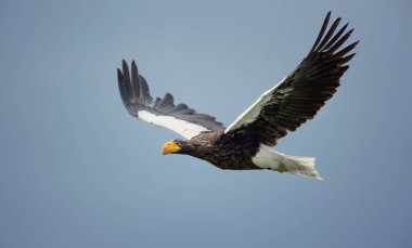 Haliaeetus pelagicus uçar ve en iyi fotoğrafı olan avını arar..