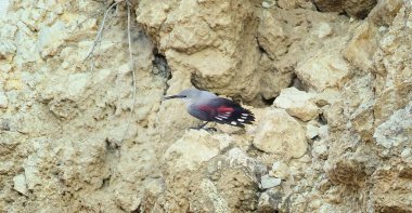 Tichodroma Muraria Moravia 'da bir taş ocağında yiyecek arıyor, en iyi fotoğraf..