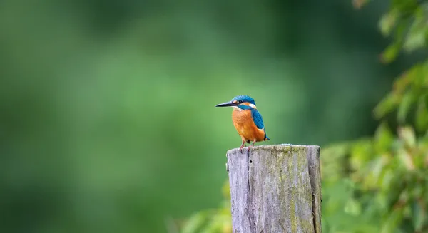 Kingfisher Sits Wooden Post Looks Out Its Prey Best Photo — Stock Photo, Image