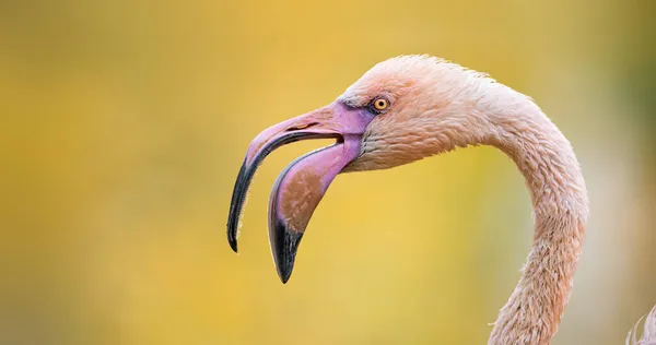 Very Nice Flamingo Bird Close Profile View Best Photo — Stock Photo, Image