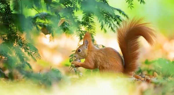 나뭇잎에 너트를 아름다운 다람쥐 베팅츠 — 스톡 사진