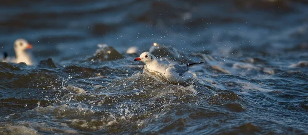 Seagull Fights Big Waves Water Splashes Its Wings Best Photo — Stock Photo, Image