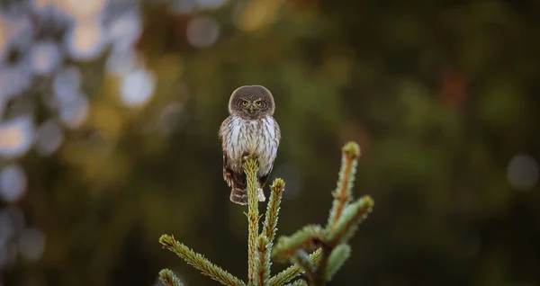 Glaucidium Passerinum Zit Nachts Een Tak Kijkt Naar Prooi Beste — Stockfoto