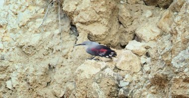Tichodroma Muraria Moravia 'da bir taş ocağında yiyecek arıyor, en iyi fotoğraf..