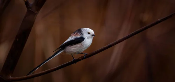 Aegithalos Bir Dal Üzerinde Oturur Çevreyi Izler Iyi Fotoğraf — Stok fotoğraf