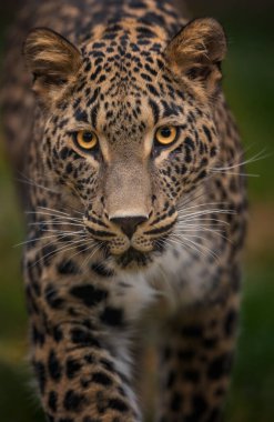 Nadir bulunan Pers leoparı sessizce avlanır ve en iyi fotoğrafı izler..