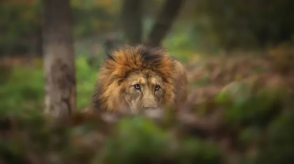 Maskierte Berberlöwen Auf Nahrungssuche Das Beste Foto — Stockfoto