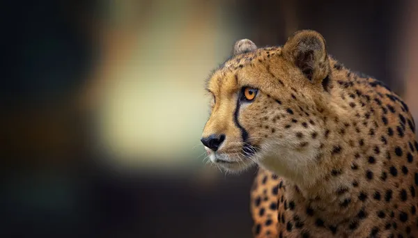 Der Seltene Gepard Acinonyx Jubatus Jagt Leise Nach Beute Und — Stockfoto