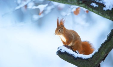 Kışın bir ağaçta oturup yiyecek arayan sincap, en iyi fotoğraf..