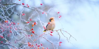 Bombycilla Garrulus kışın bir gül kalçası üzerinde oturur ve yiyecek arar, en iyi fotoğrafı..