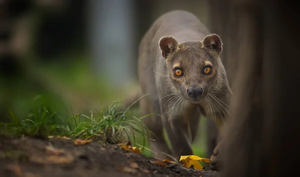 Rare Fosa Cryptoprocta Ferox Courir Chercher Nourriture Meilleure Photo — Photo