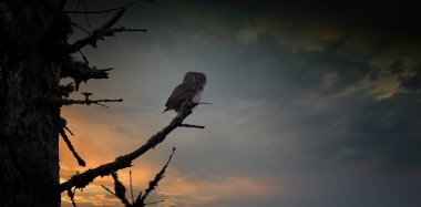 Gün batımında bir ağaç dalında duran Glaucidium passerinum ya da güzel renkli bir parıltıyla gün doğumu, en iyi fotoğraf..