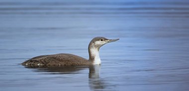 Gavia stellata floats on the water in search of food, the best photo.