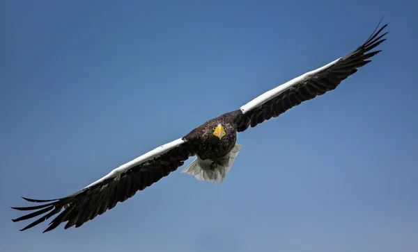 Haliaeetus Pelagicusは飛ぶと獲物を探す 最高の写真 — ストック写真