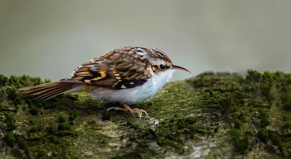 Treecreeper Dedos Cortos Certhia Brachydactyla Deslizador Sube Árbol Busca Comida — Foto de Stock