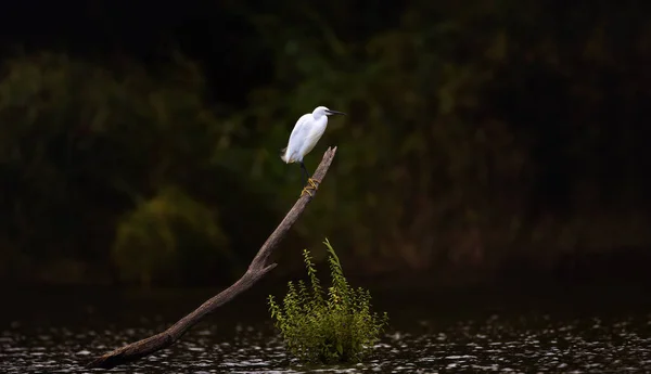 Egretta Garzetta Staat Een Stok Het Water Zoek Naar Voedsel — Stockfoto