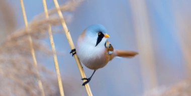 Sakallı Parrotbill Panurus ile güzel bir doğa sahnesi, en iyi fotoğraf..