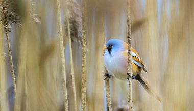 Sakallı Parrotbill Panurus ile güzel bir doğa sahnesi, en iyi fotoğraf..