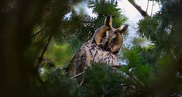Eared Owl Sitting Tree Watching Its Prey Best Photo — Stock Photo, Image