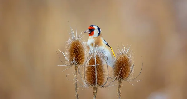 Very Nice Goldfinch Sitting Thistle Best Photo — Stock Photo, Image