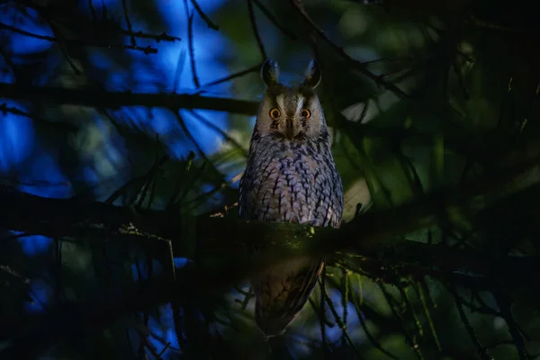 Eared Owl 나무에 앉아서 자신의 먹이를 최고의 — 스톡 사진