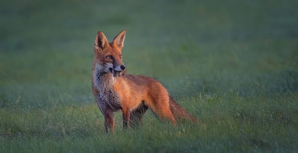 Renard Roux Vulpes Attrapé Une Souris Dans Prairie Regardé Autour — Photo