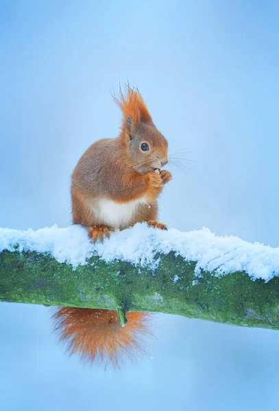 Ekorre Sitter Ett Träd Vintern Och Letar Efter Mat Det — Stockfoto