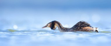 Podiceps kristali suda yüzer ve düğün öncesi dans eder, en iyi fotoğraf..