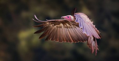 Necrosyrtes monachus yere iner ve en iyi fotoğrafını çeker..