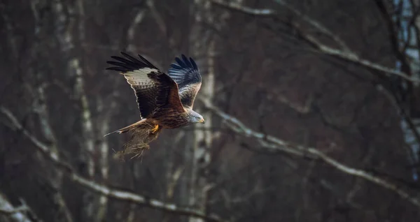 Milvus Milvus Red Kite Voa Tem Grama Suas Garras Para — Fotografia de Stock