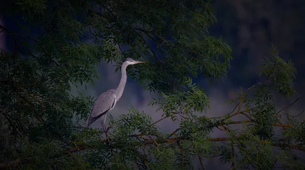 Garza Gris Encuentra Árbol Misterioso Mira Por Presa Mejor Foto — Foto de Stock