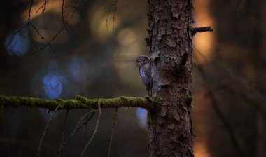 Gün batımında bir ağaç dalında duran Glaucidium passerinum ya da güzel renkli bir parıltıyla gün doğumu, en iyi fotoğraf..