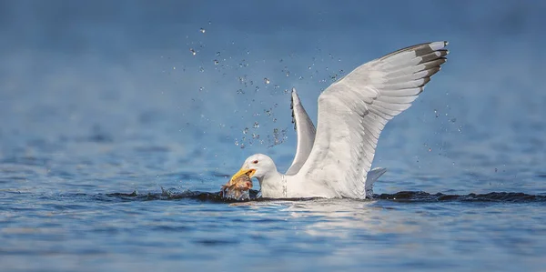 海鸥在池塘里捕食的野生动物背景 飞越水面捕鱼 它们的喙里有鱼 最好的照片 — 图库照片