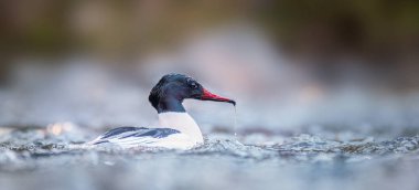 Vahşi bir nehrin dalgalarındaki büyük kobay faresi, en iyi fotoğraf..