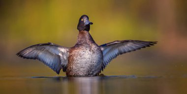 Aythia fuligula yüzer ve küçük melekleri yüzeye çıkarır, en iyi fotoğraf.