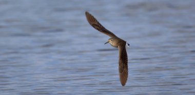 Tringa Ochropus yüzeyin üstünde uçar ve yiyecek arar, en iyi fotoğraf..