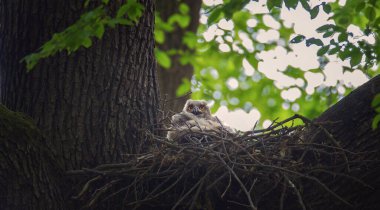 Avrasya Kartalı Baykuş Bubo Bubo Bustard yavrusu yuvada oturur ve en iyi fotoğraf olan ailesinin onu yakalamasını bekler.