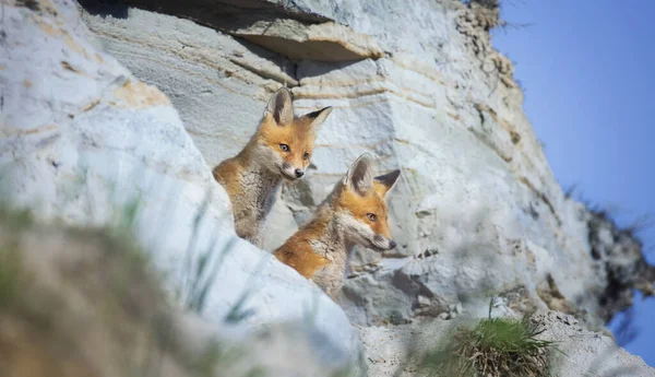 Mignon Renard Vulpes Vulpes Ourson Grimpé Hors Terrier Regarde Autour — Photo