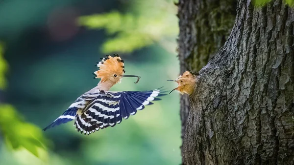 Crested Hoopoe Upupa Epops Feeds Chick Natural Nest Best Photo — Stock Photo, Image