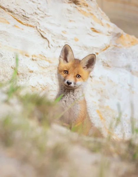 Mignon Renard Vulpes Vulpes Ourson Grimpé Hors Terrier Regarde Autour — Photo