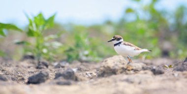 Charadrius dubius, doğal ortamdaki en iyi fotoğraf..