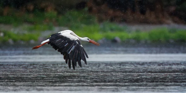 White Stork Flies Rain Water Surface Best Photo — стоковое фото