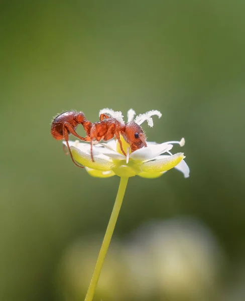 アリは白い花から蜜を飲む最高の写真 — ストック写真