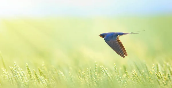 Barn Swallow Hirundo Rustica Flight Hunts Meadow Best Photo — Φωτογραφία Αρχείου