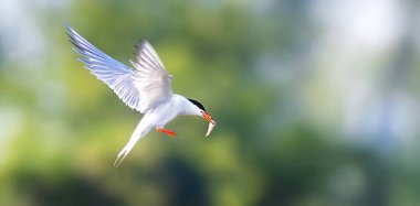 Çok nadir bulunan Sterna balığı yakalar ve en iyi fotoğraf olan gagasıyla götürür..