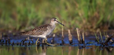 Tringa Ochropus su birikintisinde yürür ve yiyecek arar, en iyi fotoğrafı..