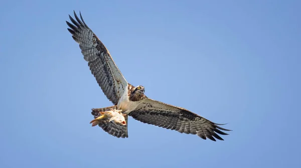 Pandion Haliaetus Golden Eagle Has Caught Fish Its Talons Flies — Stock fotografie